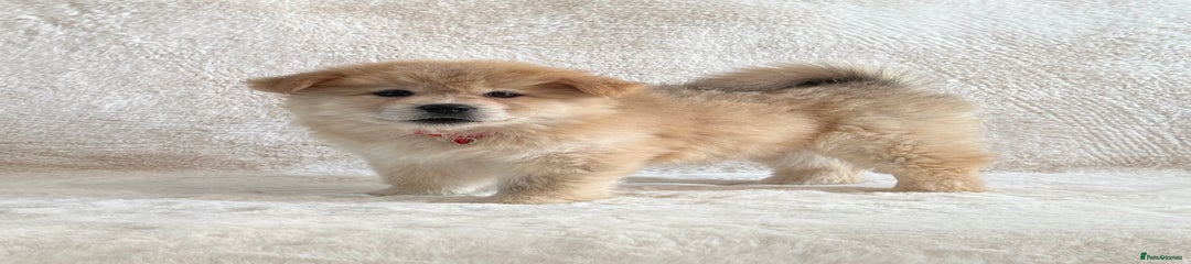 Female Puppy 8
