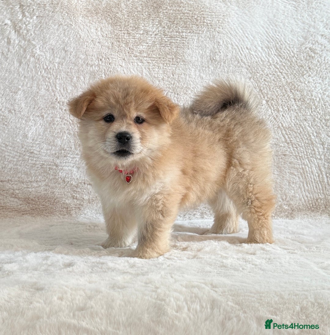 Chow Chow dogs for sale: Stunning Exotic colour chowsky puppies for sale  - Image 31