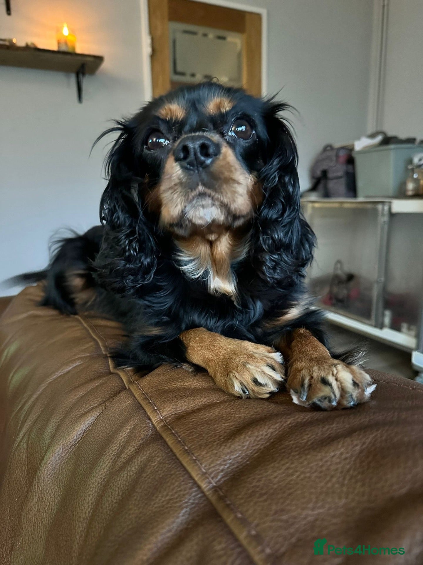 Cavalier King Charles Spaniel dogs Extensively health tested Puppys  - Advert 1