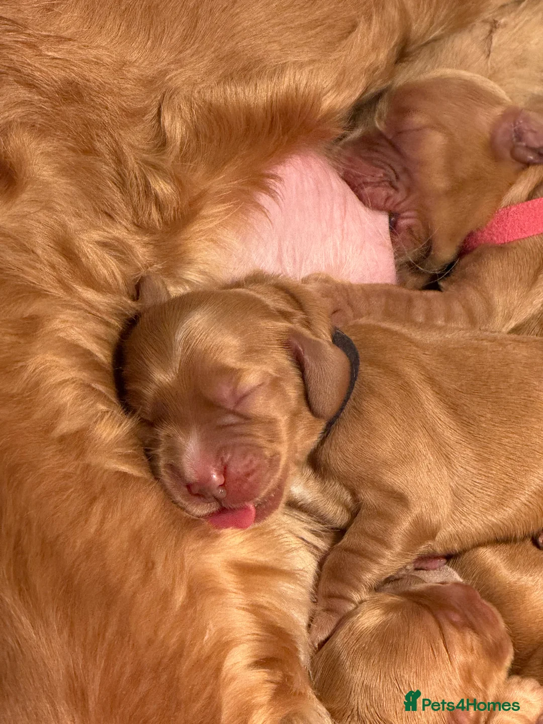 Cocker Spaniel dogs for sale: ✨🩷2 Girls Available 🎀Villaspaniol lines - KC REG - Advert 18