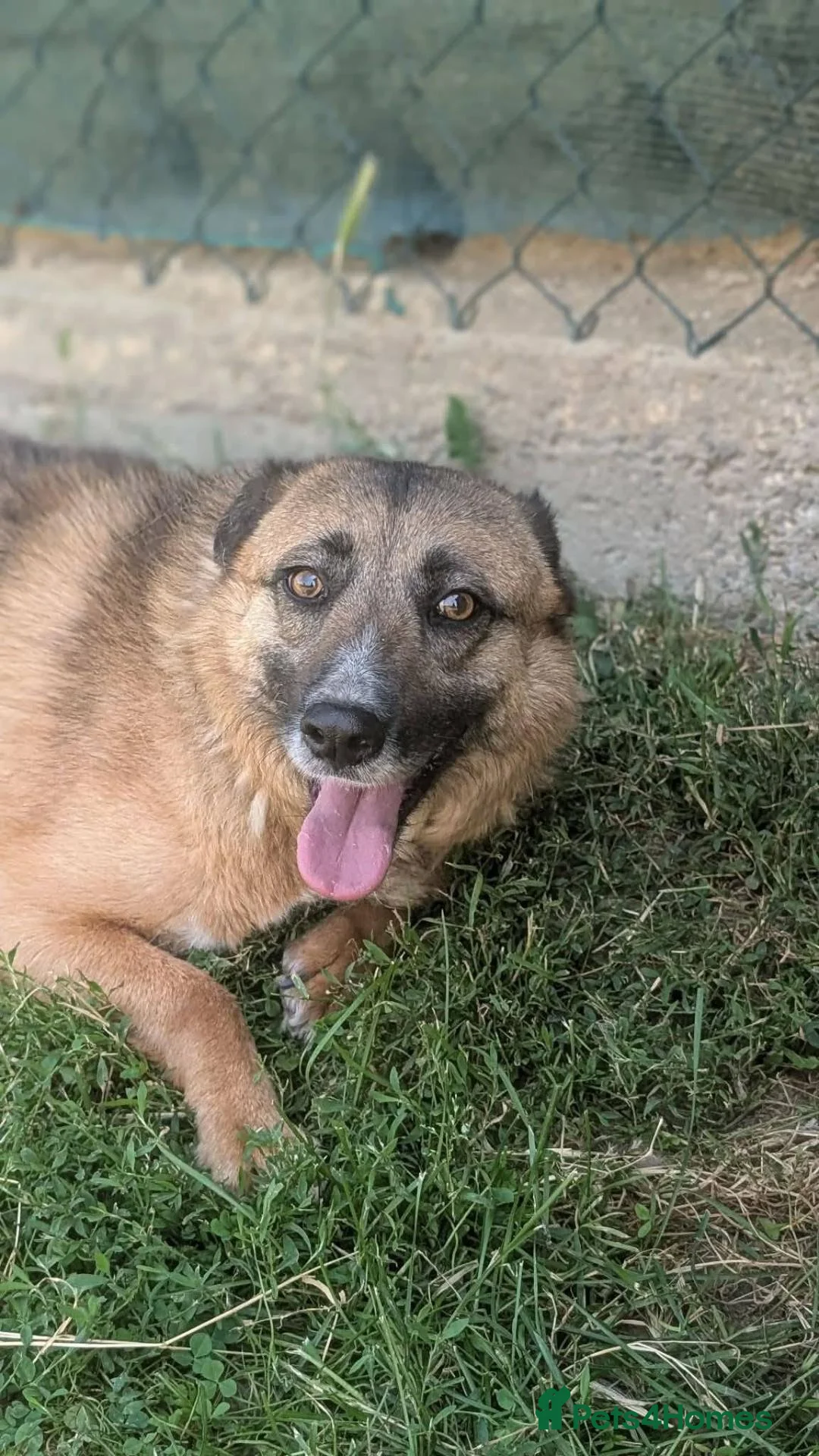 Mixed Breed dogs for adoption: Gallina for adoption in Leigh-on-Sea - Advert 2