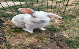 Mixed Breed rabbits for sale: Rabbits for Adoption - Image 1