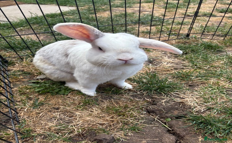 Mixed Breed rabbits - Advert 7