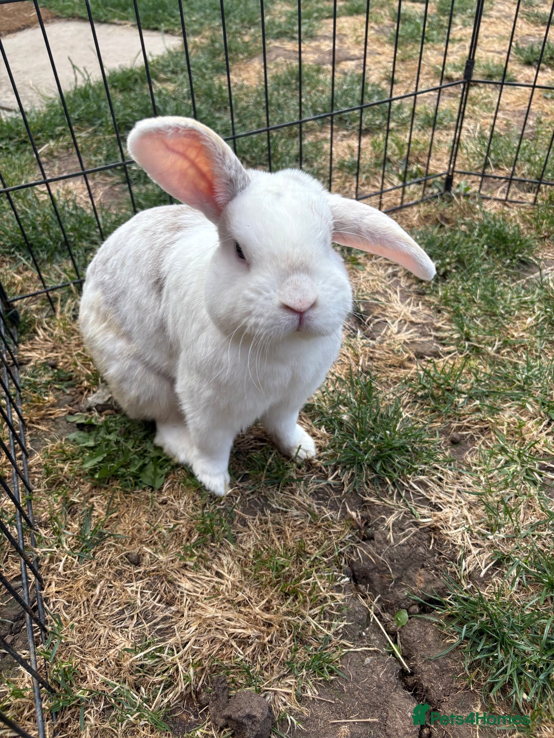 Mixed Breed rabbits for sale: Rabbits for Adoption - Image 1
