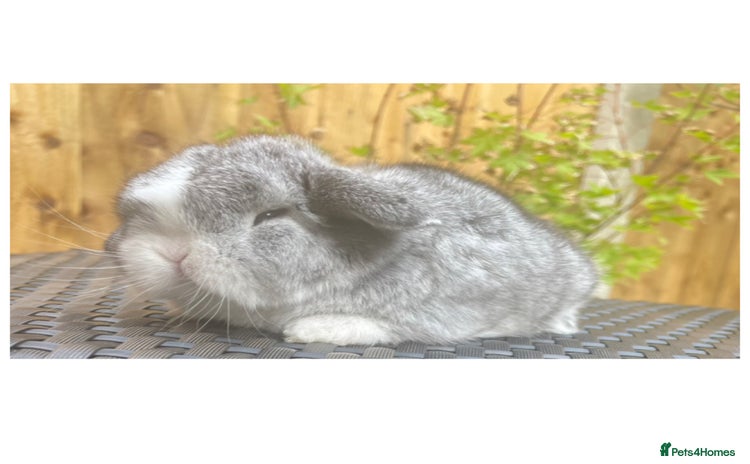 Mini Lop rabbits - Advert 9