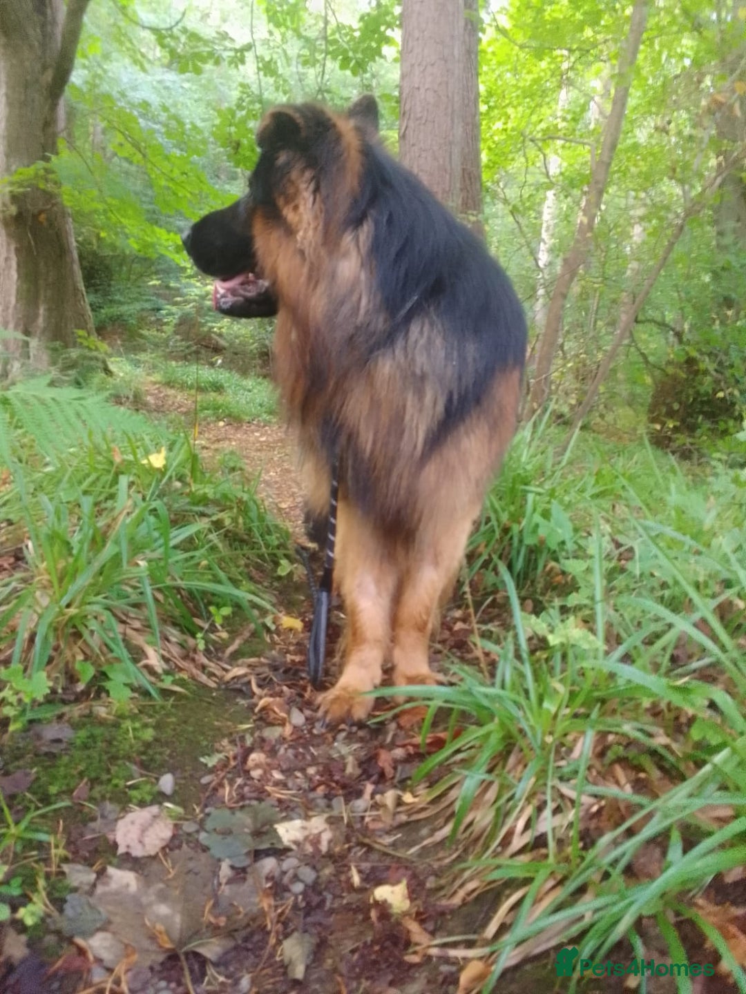 German Shepherd dogs for sale: German shepherd pups for sale  - Image 18