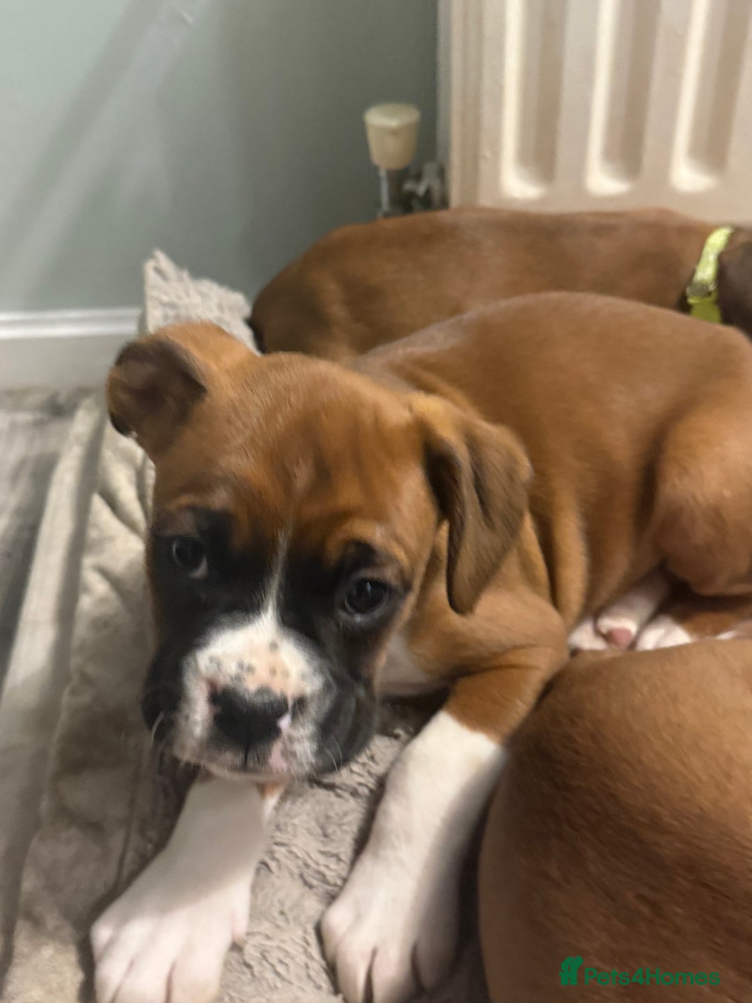 Boxer dogs for sale: Last female boxer looking for there new  home  - Advert 16