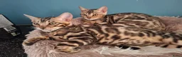 Bengal cats for sale: Show Quality Bengal Kittens – 5★ Licensed Cattery - Advert 3