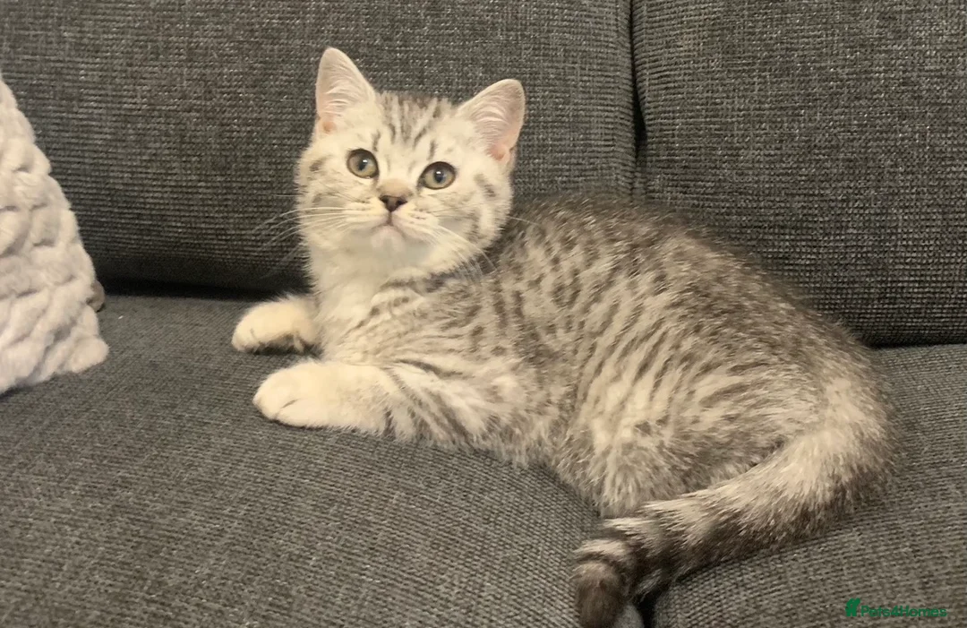 British Shorthair cats for sale: British shorthair kittens - ready to leave now  - Advert 1