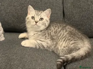British Shorthair cats British shorthair kittens - ready to leave now - Advert 2