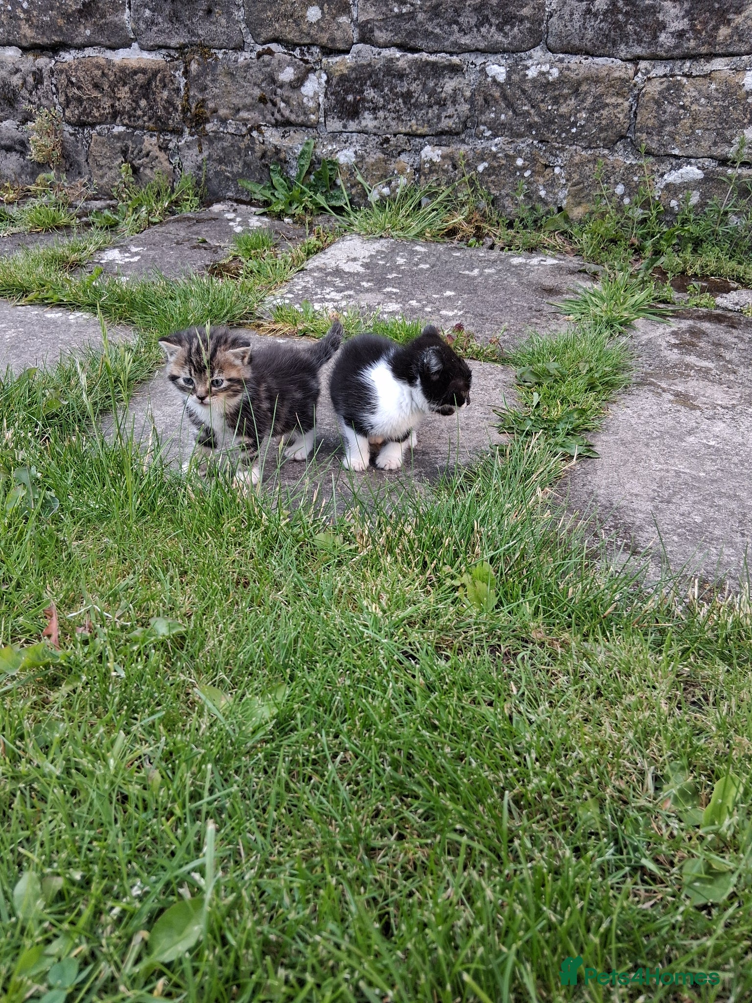 Mixed Breed cats for sale: Lovely kittens various prices  - Advert 9