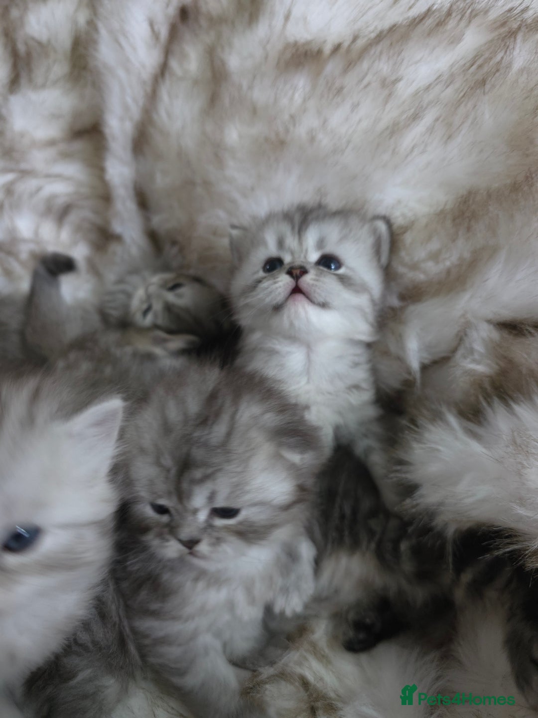 Persian cats for sale: Persian kittens  - Advert 10