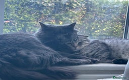 Scottish Fold cats for sale: Rare Scottish Fold -- Nebelung Kittens  - Advert 1