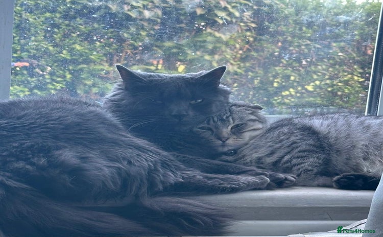 Scottish Fold cats Rare Scottish Fold -- Nebelung Kittens  - Advert 1