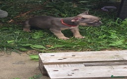 French Bulldog dogs for sale: Frenchie puppies - Image 10