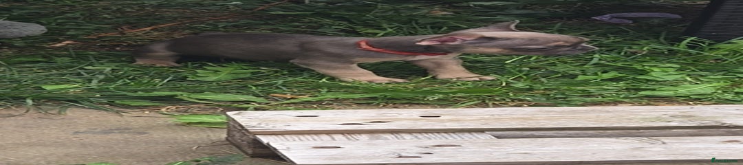 French Bulldog Puppy 1