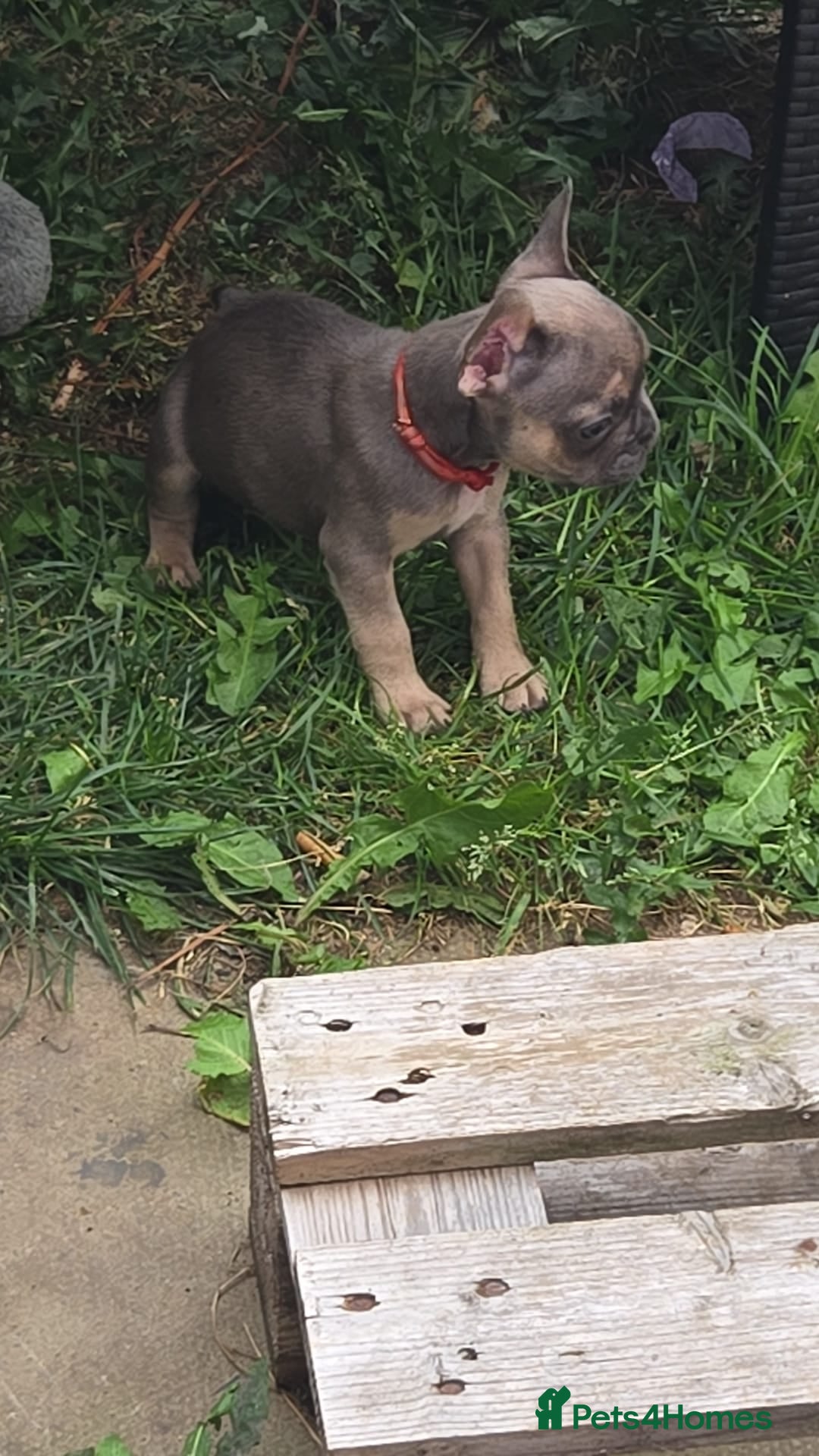 French Bulldog dogs for sale: Frenchie puppies - Image 10