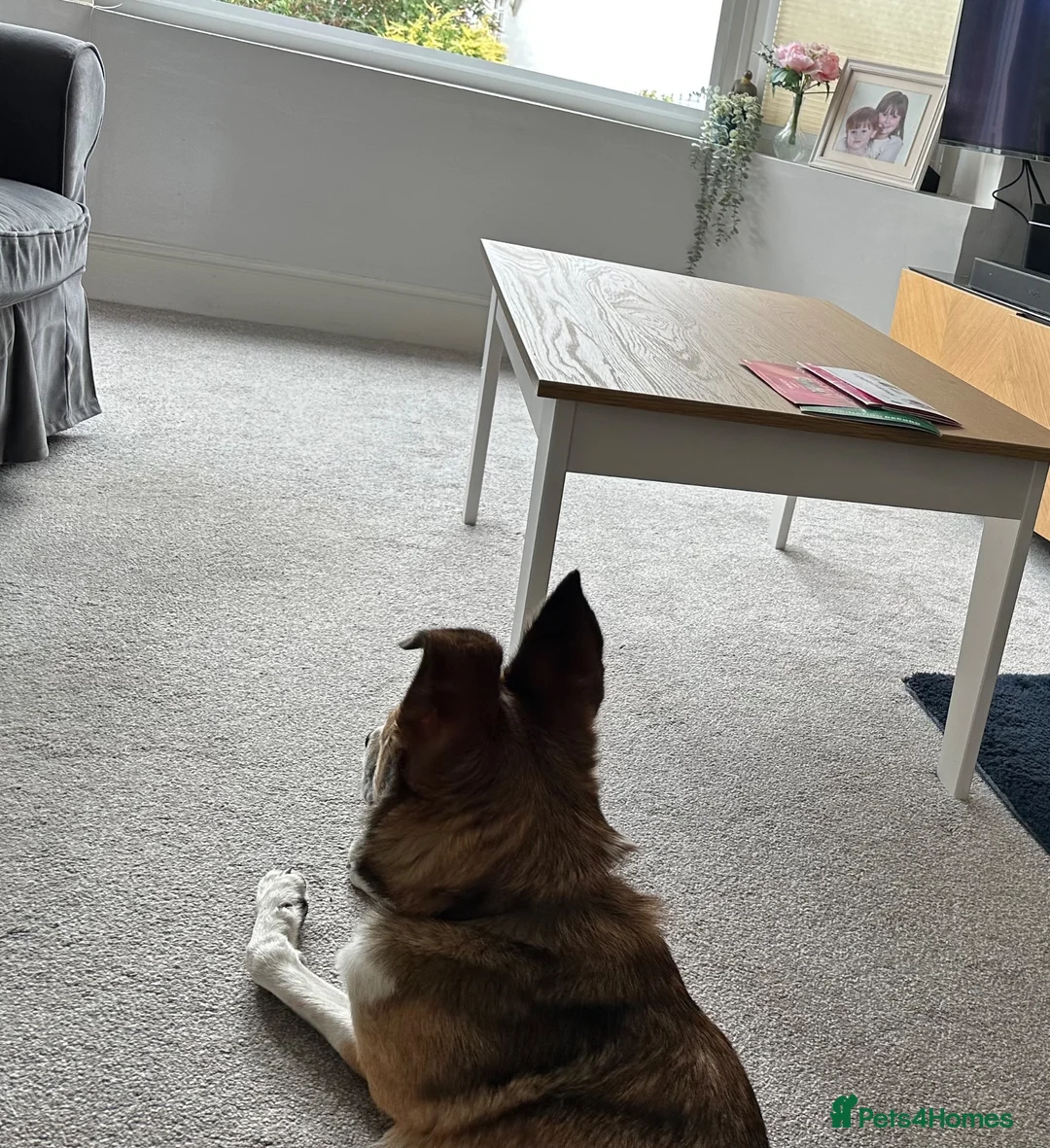 Mixed Breed dogs for sale: Border collie x for sale  - Advert 3