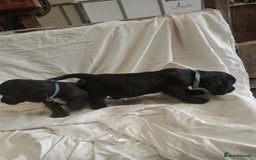 Sprocker dogs for sale: 8 gorgeous Sprocker puppies  - Image 3