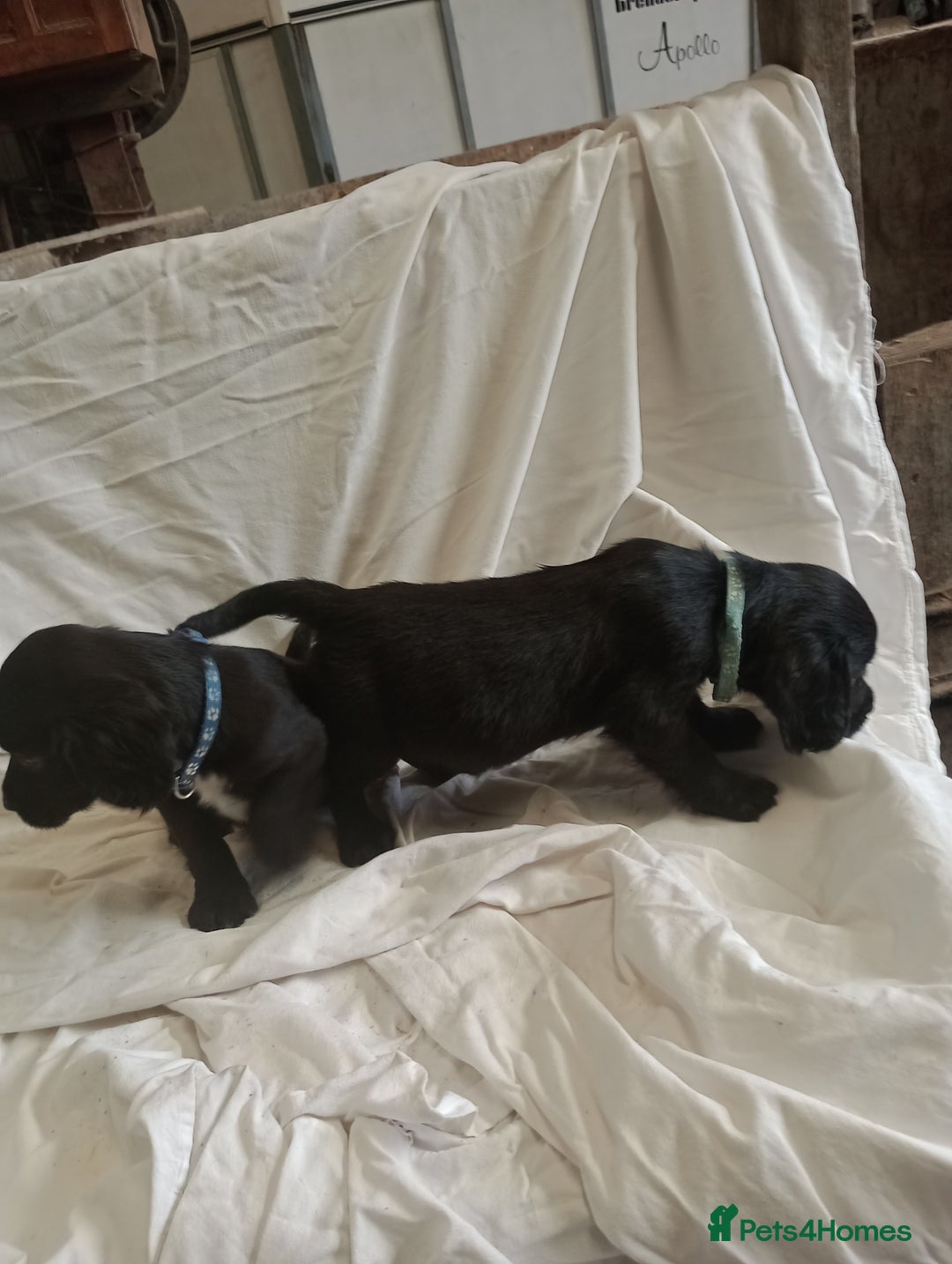 Sprocker dogs for sale: 8 gorgeous Sprocker puppies  - Image 3