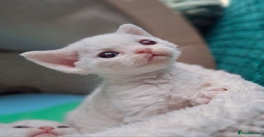 Devon Rex cats - Advert 16