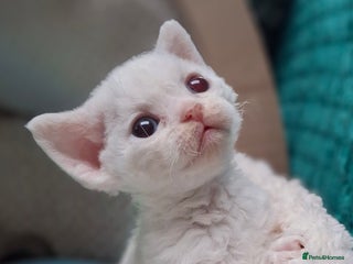Devon Rex cats - Advert 24