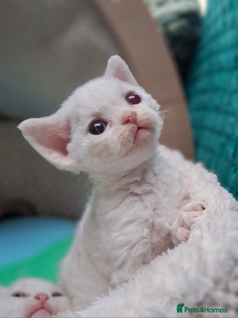 Devon Rex cats - Advert 1