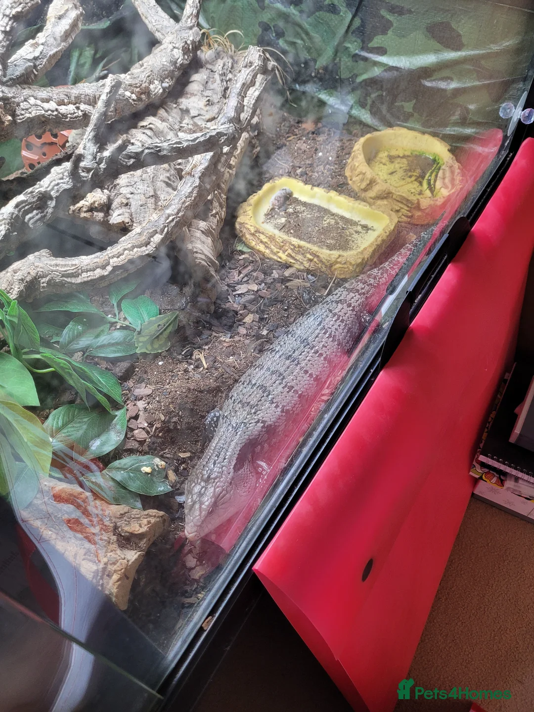 Skink reptiles for sale: Blue tongue skink  in Newcastle - Advert 5