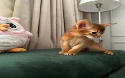 Abyssinian cats for sale: Last 3 kittens left ♥️💙 - Image 28
