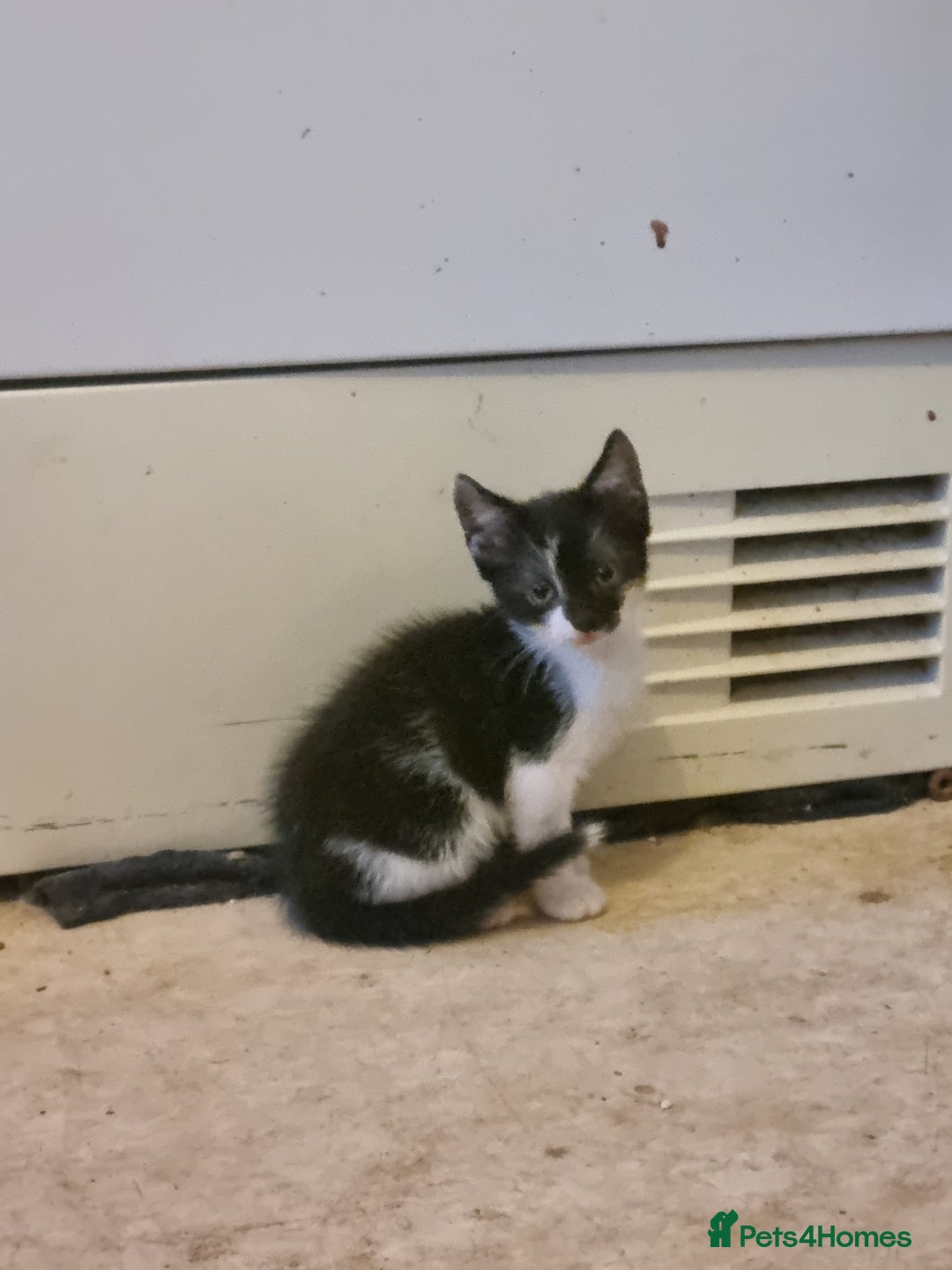Mixed Breed cats for sale: Beautiful male black and white kittens  - Image 2