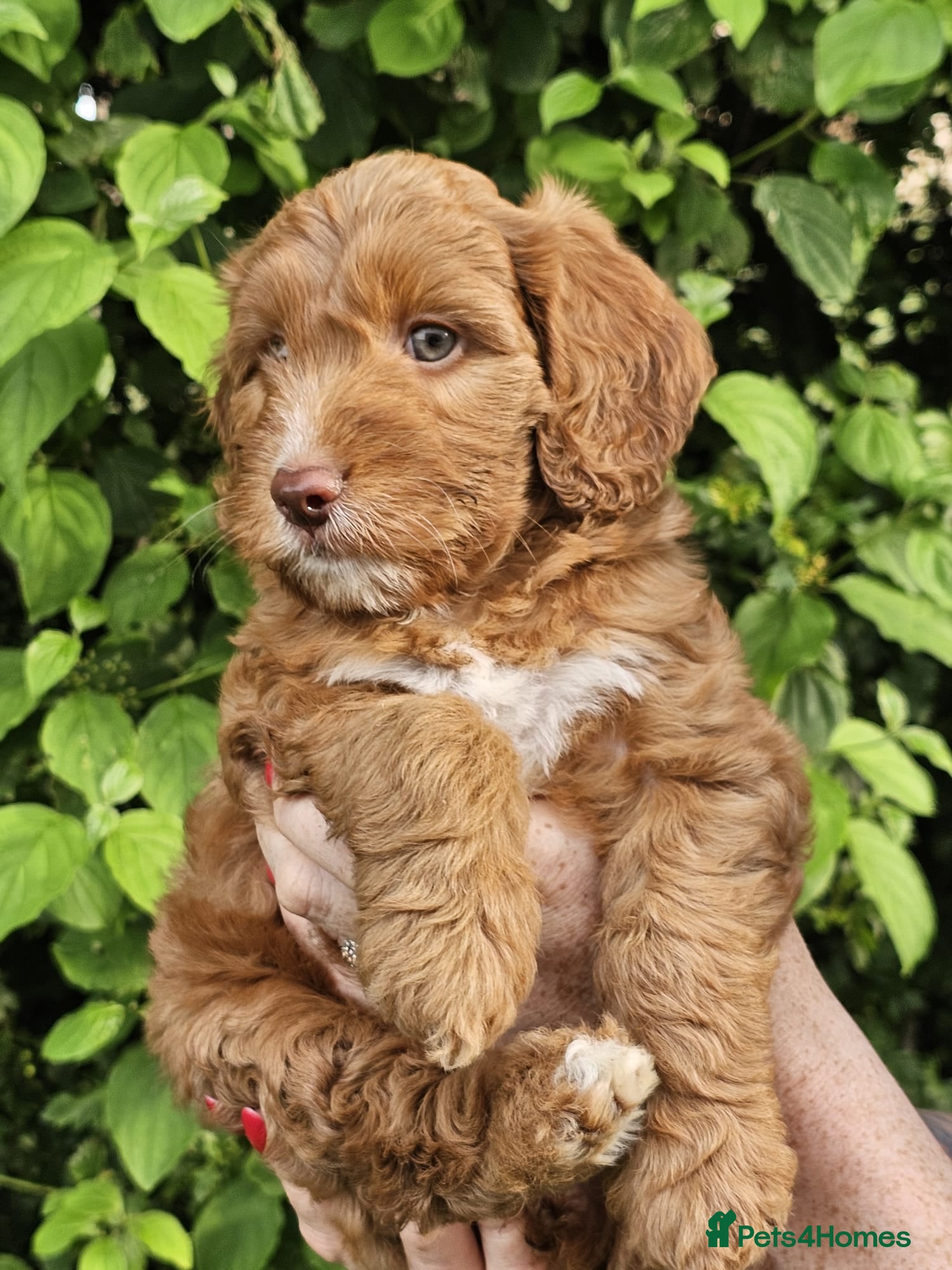 Cockapoo dogs 2 girls left - Fox red cockapoo puppies - Advert 1
