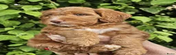Cockapoo dogs for sale: Fox red cockapoo puppies in Wisbech - Advert 3