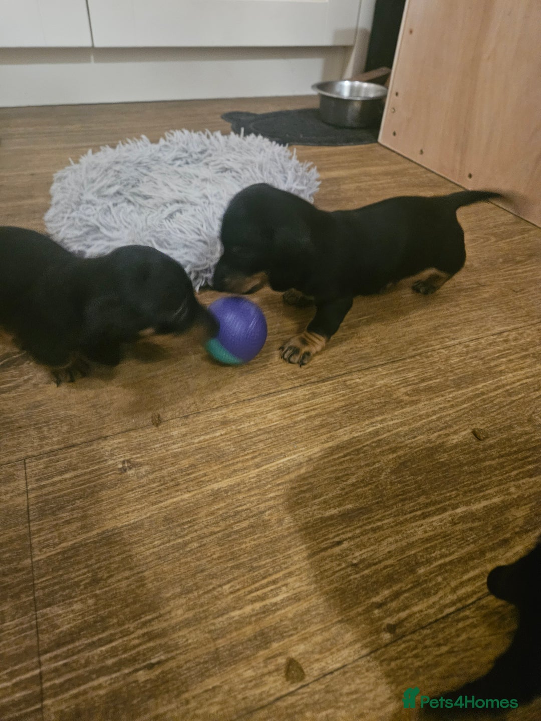 Miniature Dachshund dogs for sale: Miniature dachshund male puppies - Advert 18