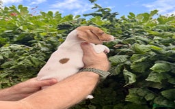 Miniature Dachshund dogs for sale: Pure Piebald Miniature Dachshunds Champion Lines - Image 4