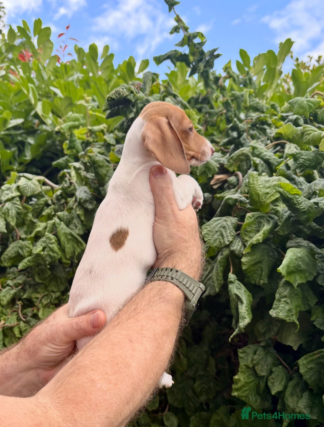 Miniature Dachshund dogs for sale: Pure Piebald Miniature Dachshunds Champion Lines - Image 4