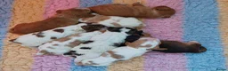 Cocker Spaniel dogs for sale: kc show cocker spaniels  - Advert 11