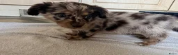 Mixed Breed dogs for sale: Dachshund x Pomchi Puppies – 2 Boys & 2 Girls in Pontefract - Advert 13