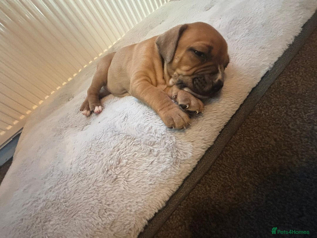 American Bulldog dogs for sale: American bulldog pups for sale - Advert 33
