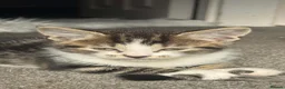 Mixed Breed cats for sale: 3 Beautiful Tabby & White Kittens - Advert 7