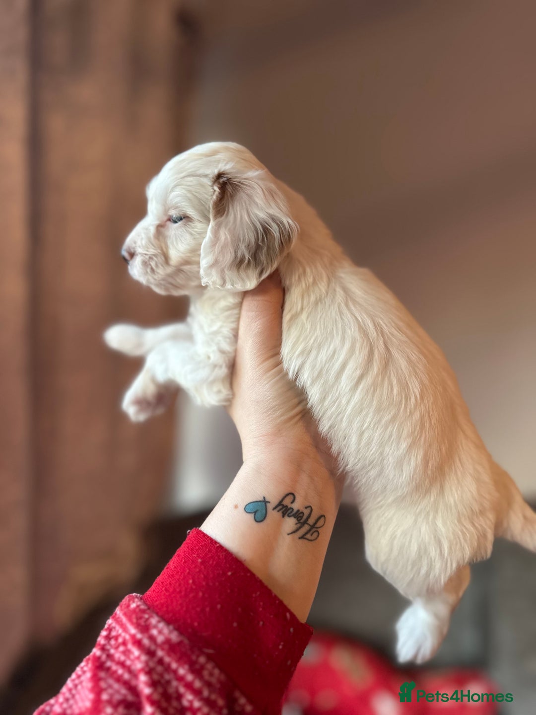 Cockapoo dogs for sale: F1 cockapoos - Advert 4