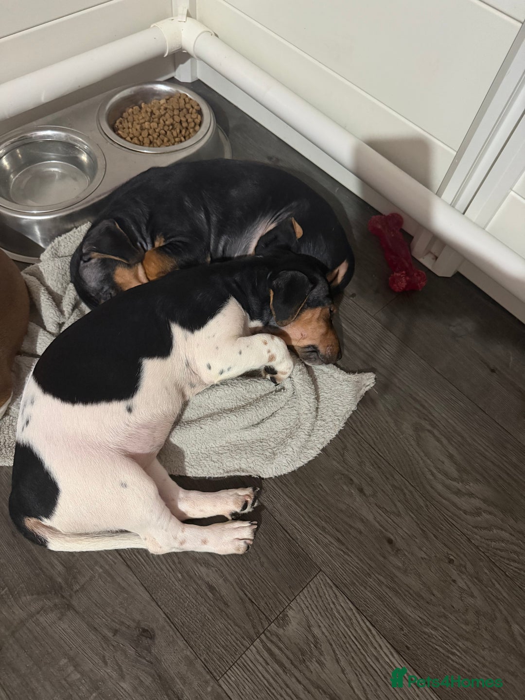 Jack Russell dogs for sale: LAST Jack Russell Puppy READY TO GO - Advert 8