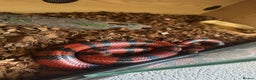 Milk Snake reptiles for sale: Honduran milk snake  - Advert 1