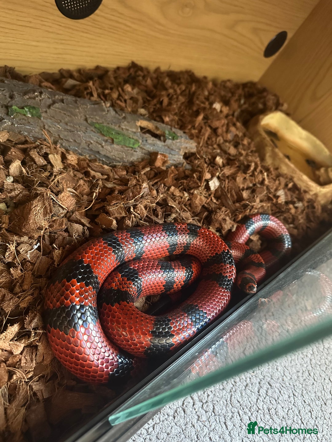 Milk Snake reptiles for sale: Honduran milk snake  - Advert 1