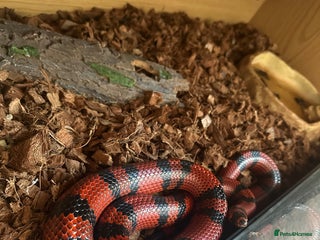 Milk Snake reptiles Honduran milk snake - Advert 1