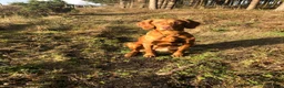Hungarian Vizsla dogs for sale: Pedigree Vizsla Puppies in Doncaster - Advert 7