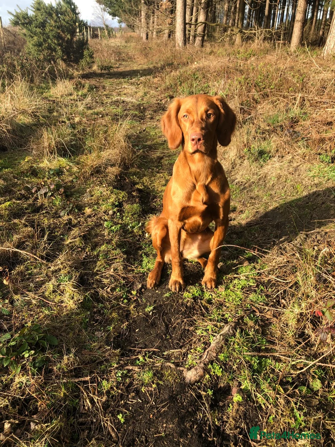Hungarian Vizsla dogs for sale: Pedigree Vizsla Puppies in Doncaster - Advert 7