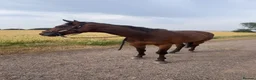 English Thoroughbred horses for sale: Stevie 7yo exracer in Arbroath - Advert 2