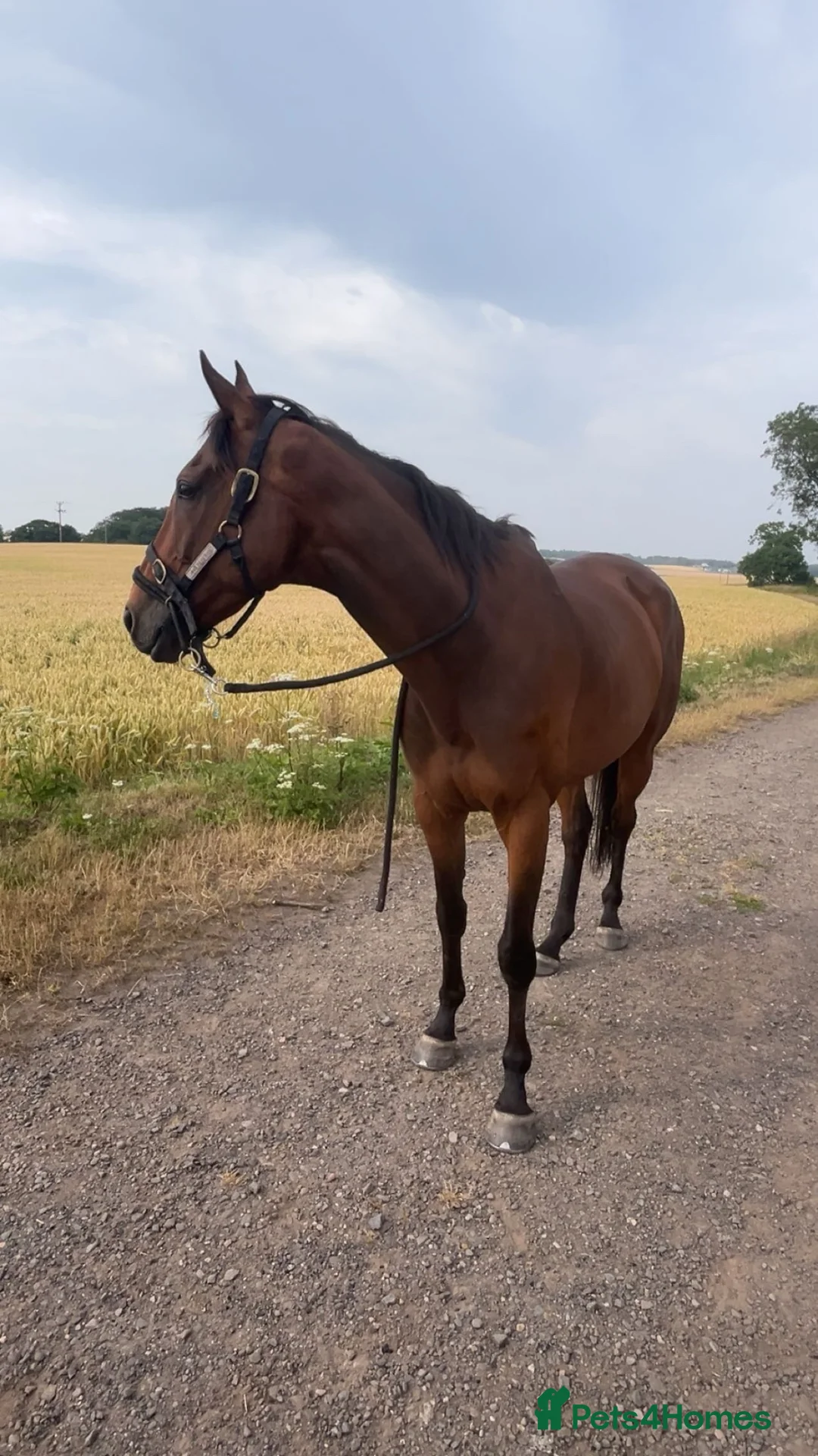 English Thoroughbred horses for sale: Stevie 7yo exracer in Arbroath - Advert 2