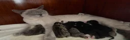 Mixed Breed cats for sale: Beautiful kittens  - Advert 21