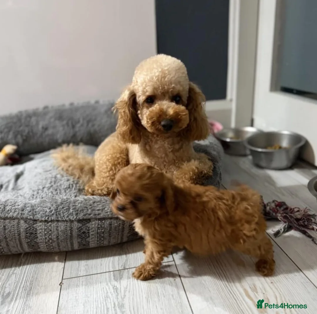 Cavapoo dogs for sale: Health checked Gorgeous Cavapoo puppies - Advert 4